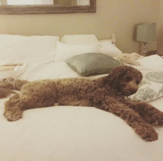Illustration de l'article : 14 photos de chiens qui n’ont pas pu résister à l’appel du sommeil