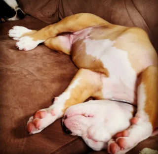 Illustration de l'article : 14 photos de chiens qui n’ont pas pu résister à l’appel du sommeil