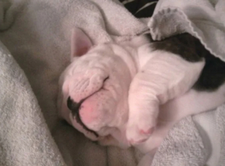 Illustration de l'article : 14 photos de chiens qui n’ont pas pu résister à l’appel du sommeil