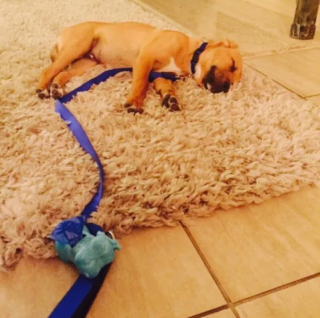 Illustration de l'article : 14 photos de chiens qui n’ont pas pu résister à l’appel du sommeil