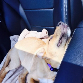 Illustration de l'article : 14 photos de chiens qui n’ont pas pu résister à l’appel du sommeil