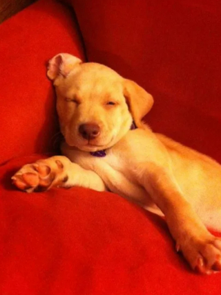 Illustration de l'article : 14 photos de chiens qui n’ont pas pu résister à l’appel du sommeil