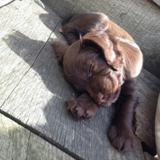 Illustration de l'article : 14 photos de chiens qui n’ont pas pu résister à l’appel du sommeil