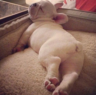 Illustration de l'article : 14 photos de chiens qui n’ont pas pu résister à l’appel du sommeil