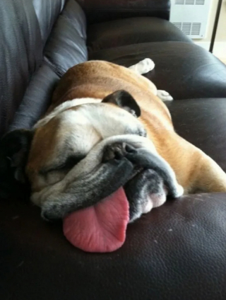 Illustration de l'article : 14 photos de chiens qui n’ont pas pu résister à l’appel du sommeil