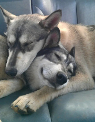 Illustration de l'article : 14 photos de chiens qui n’ont pas pu résister à l’appel du sommeil