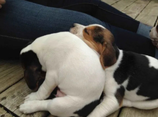 Illustration de l'article : 14 photos de chiens qui n’ont pas pu résister à l’appel du sommeil