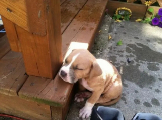 Illustration de l'article : 14 photos de chiens qui n’ont pas pu résister à l’appel du sommeil