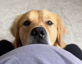 Illustration de l'article : Depuis leur première rencontre, ce Golden Retriever et son petit frère humain sont les meilleurs amis du monde (vidéo)