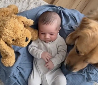 Illustration de l'article : Depuis leur première rencontre, ce Golden Retriever et son petit frère humain sont les meilleurs amis du monde (vidéo)