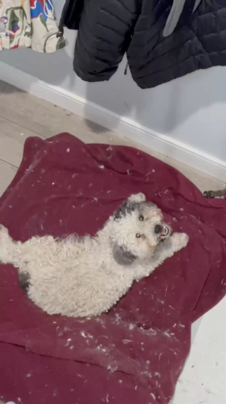 Illustration de l'article : En plein toilettage d'une chienne errante qu'il vient de sauver, un couple découvre qu'elle s'apprête à donner naissance à 7 chiots