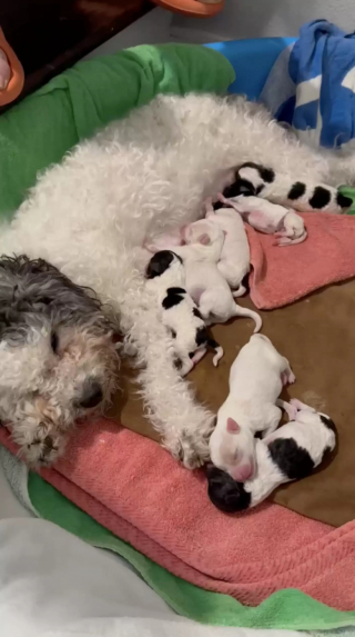 Illustration de l'article : En plein toilettage d'une chienne errante qu'il vient de sauver, un couple découvre qu'elle s'apprête à donner naissance à 7 chiots