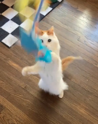 Illustration de l'article : Ce chat de 22 ans a retrouvé toute sa vigueur après son adoption (vidéo)