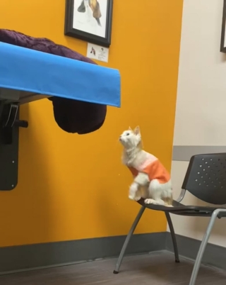 Illustration de l'article : Ce chat de 22 ans a retrouvé toute sa vigueur après son adoption (vidéo)