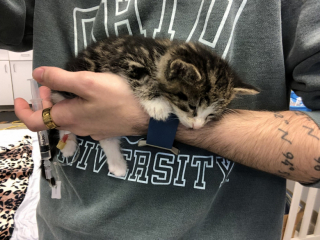 Illustration de l'article : Un Husky sauve la vie d'un chaton anémié grâce à une transfusion de sang