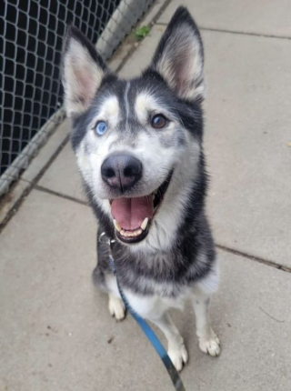 Illustration de l'article : Un Husky sauve la vie d'un chaton anémié grâce à une transfusion de sang