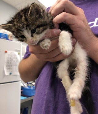 Illustration de l'article : Un Husky sauve la vie d'un chaton anémié grâce à une transfusion de sang