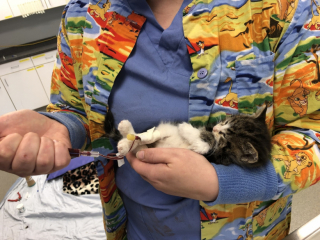 Illustration de l'article : Un Husky sauve la vie d'un chaton anémié grâce à une transfusion de sang
