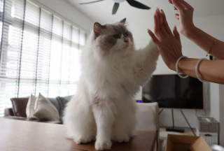 Illustration de l'article : Une femme cache son chat considéré comme "clandestin" à cause d'une loi vieille de 34 ans