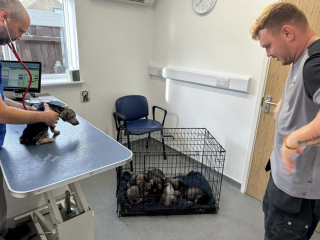 Illustration de l'article : Des ouvriers appellent leur employeur pour le prévenir qu'ils auront du retard afin de sauver la vie de 7 chiots abandonnés et malades