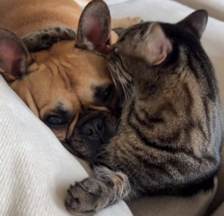 Illustration de l'article : Ces 2 colocataires adoptent respectivement un chien et un chat en espérant qu'ils s'entendent (vidéo)