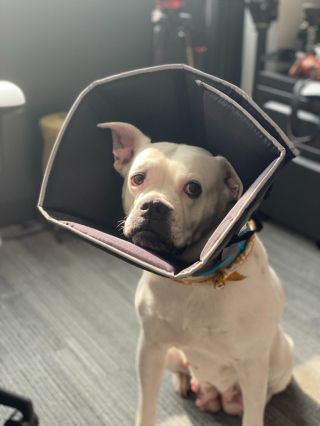 Illustration de l'article : Un Bouledogue Américain sauvé d'une tumeur de la moelle épinière qui menaçait sa mobilité après une opération risquée