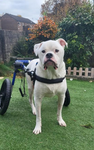 Illustration de l'article : Un Bouledogue Américain sauvé d'une tumeur de la moelle épinière qui menaçait sa mobilité après une opération risquée