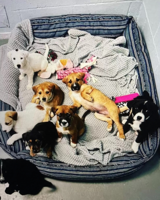 Illustration de l'article : Cette chienne et ses 8 chiots se sont retrouvés 1 an et demi après avoir été adoptés dans des familles différentes