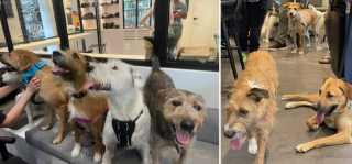 Illustration de l'article : Cette chienne et ses 8 chiots se sont retrouvés 1 an et demi après avoir été adoptés dans des familles différentes