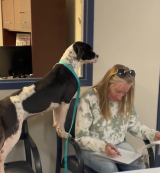Illustration de l'article : Cette chienne bout d'impatience alors que sa nouvelle maîtresse signe les papiers d'adoption (vidéo)