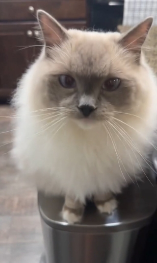 Illustration de l'article : Ce chat pas comme les autres adore être promené en laisse (vidéo)