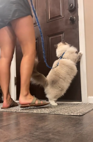 Illustration de l'article : Ce chat pas comme les autres adore être promené en laisse (vidéo)