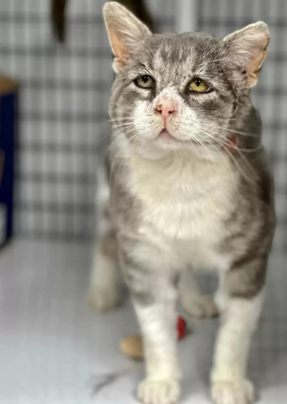 Illustration de l'article : Après la rue et le refuge, ce chat au regard mélancolique trouve enfin le bonheur après 8 ans d'attente