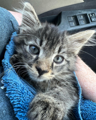 Illustration de l'article : Cette petite chatte a bien choisi sa cachette puisqu'elle a reçu un accueil plein d'amour