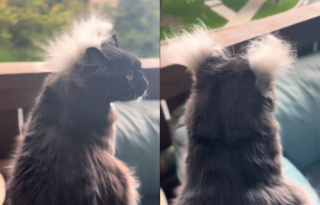 Illustration de l'article : Les étonnantes touffes de poils de ce chat lui donnent le pouvoir de prédire la météo (vidéo)