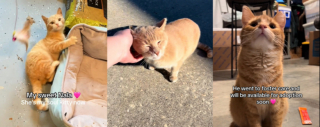 Illustration de l'article : Une bénévole dévouée se spécialise dans le sauvetage des chats roux depuis 3 ans (vidéo)