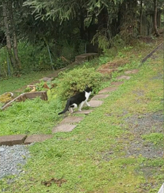 Illustration de l'article : Après qu'une crue ait emporté sa maison, ce chat passe 26 jours dans la nature avant d'être retrouvé