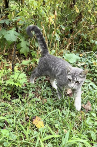 Illustration de l'article : Trois chats abandonnés font une rencontre inattendue lors de leur sauvetage (vidéo)