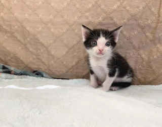 Illustration de l'article : Ce chat habitué des félins fait une première rencontre émouvante avec un chien (vidéo)