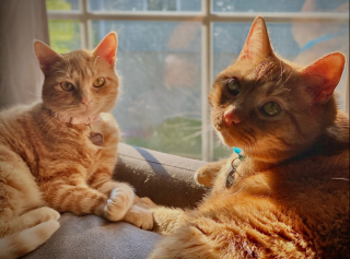 Illustration de l'article : Deux chats roux développent une connexion touchante à travers une porte (vidéo)