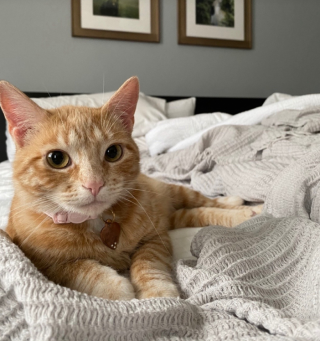Illustration de l'article : Deux chats roux développent une connexion touchante à travers une porte (vidéo)