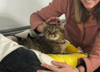 Illustration de l'article : Un chat errant devient l’assistant de la maire de la commune après avoir connu l’errance