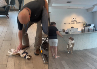 Illustration de l'article : Cette pension canine compile toutes les retrouvailles entre chiens et maîtres dans une vidéo (vidéo)