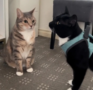 Illustration de l'article : Peu accueillant, un chat montre son mécontentement teinté de jalousie à l’arrivée d’une nouvelle amie féline (vidéo)