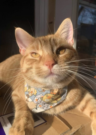 Illustration de l'article : Le dernier souvenir qu'elle a de sa grand-mère est devenu le jouet préféré de son chat