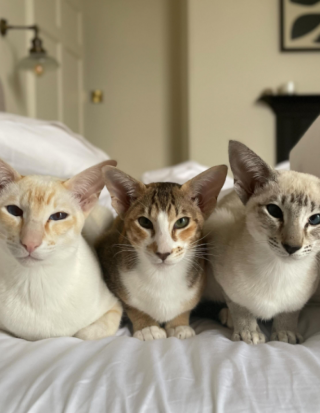 Illustration de l'article : Ces chats "ninjas" défient l'intelligence humaine pour voler du pain ! (vidéo)