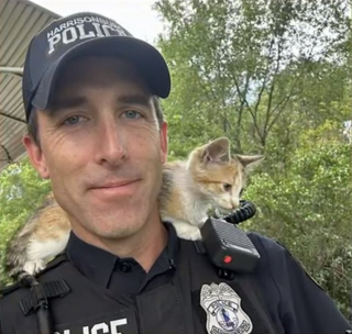 Illustration de l'article : Victime d'un acte de maltraitance, ce chaton voit son quotidien transformé grâce à un policier