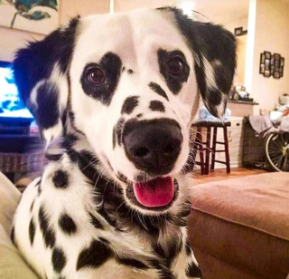 Illustration de l'article : 11 photos attendrissantes de chats et de chiens qui vont illuminer votre journée