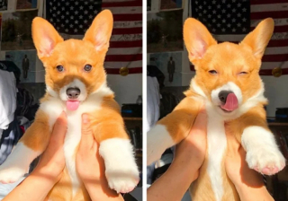 Illustration de l'article : 11 photos attendrissantes de chats et de chiens qui vont illuminer votre journée