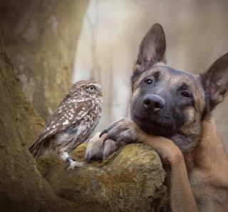 Illustration de l'article : 11 photos attendrissantes de chats et de chiens qui vont illuminer votre journée